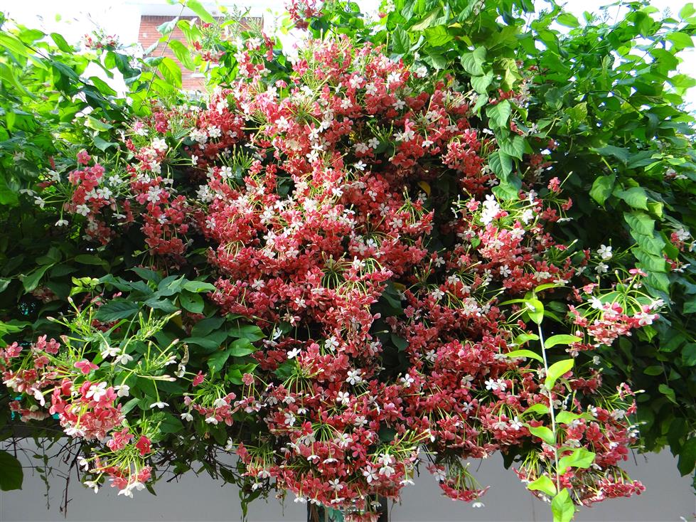 Combretum indicum